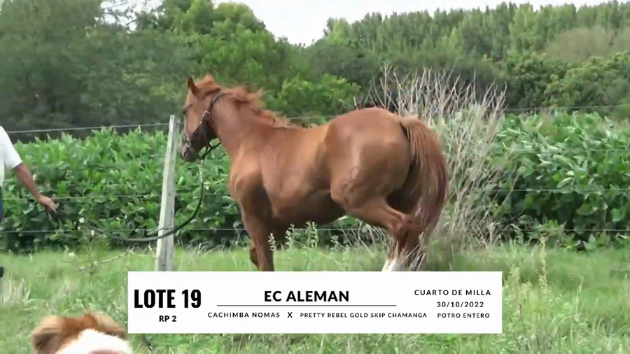 Lote EC ALEMAN