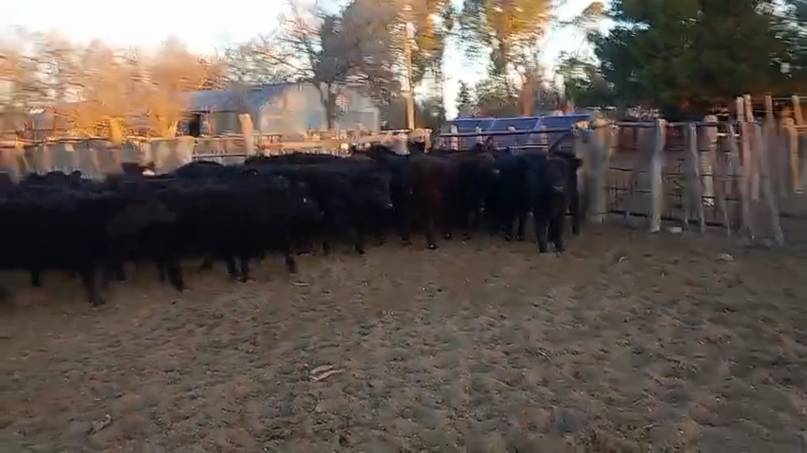 Lote 70 Terneros/as en Algarrobo del Aguila, La Pampa
