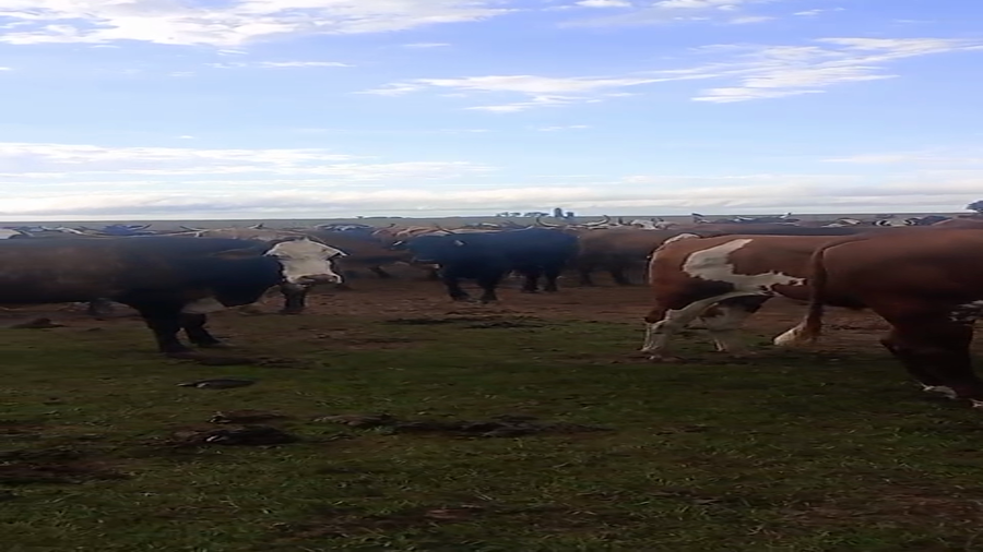 Lote 110 Novillos