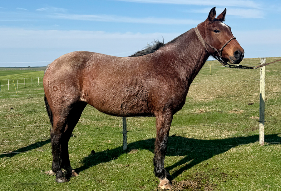 Lote PUCHETA GILOCA