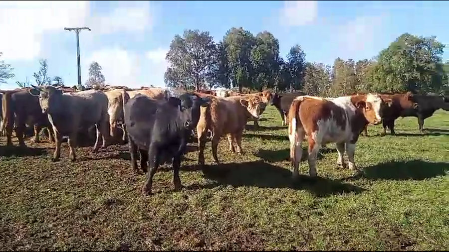 Imagen 2 del Lote Lote 50 Novillo Engorda en X Región Los Lagos, Fresia