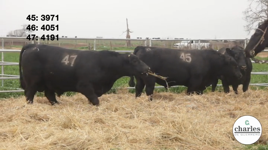 Lote TOROS PUROS CONTROLADOS