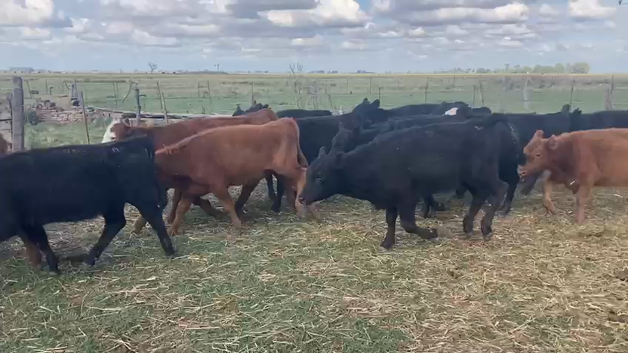 Lote 70 Terneras en Azul, Buenos Aires