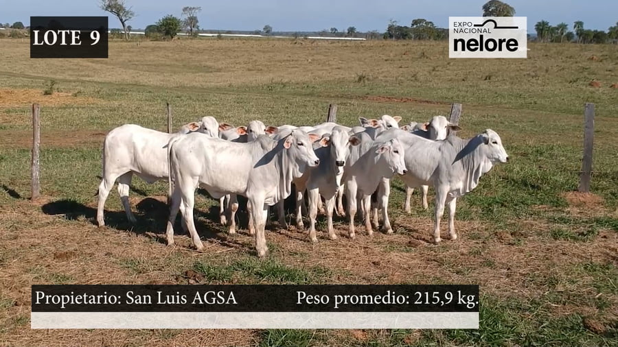 Lote Expo Nacional Terneras - Lote 09