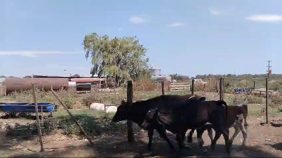 Lote 60 Terneros en Buenos Aires, Tandil