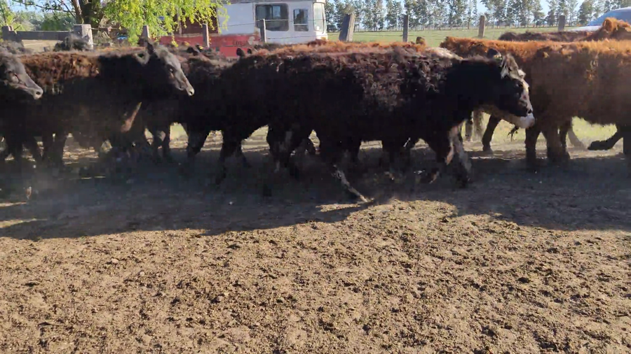Lote 120 Terneras en Brandsen, Buenos Aires