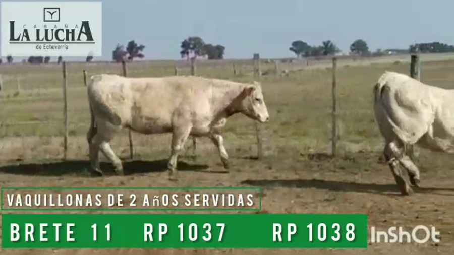 Lote VAQUILLONAS PI DE 2 AÑOS SERVIDAS