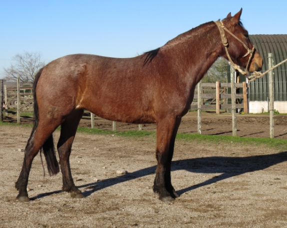 Lote CASCARILLA LA FLECHILLA