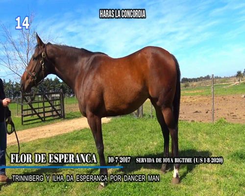 Lote FLOR DE ESPERANCA