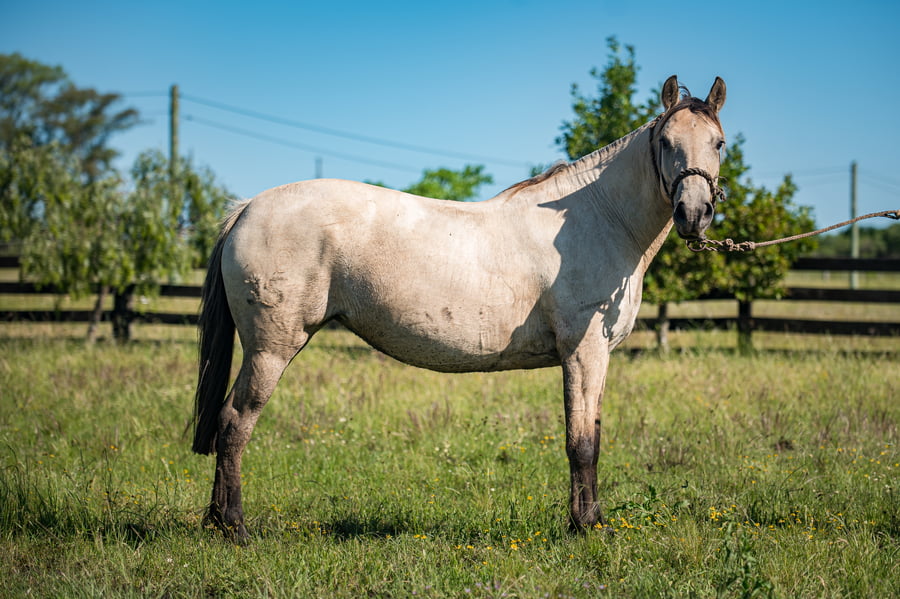 Lote Espuela Del Local