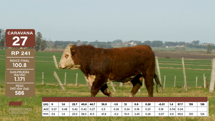 Lote Caravana 27 "CRISTINA CARRASCO CASTRO"