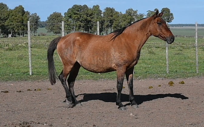 Lote HG MINERVA