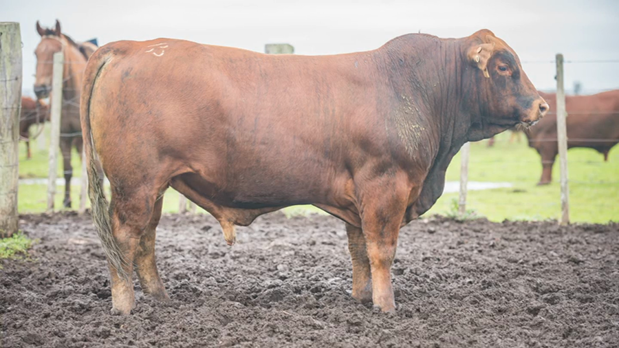 Lote Toros a remate en La Magdalena y San Carlos, Artigas
