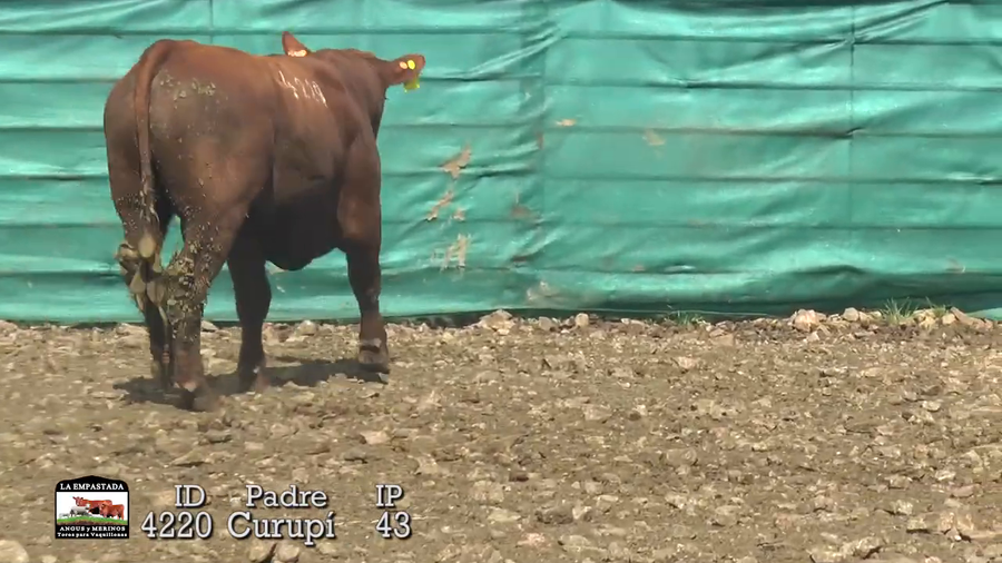 Lote Lote 13