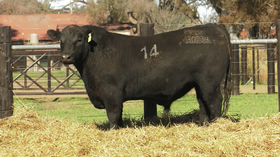 Lote TOROS ANGUS PURO CONTROLADO