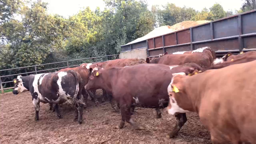 Lote 45 Novillo Gordo en Linares, VII  Región Maule