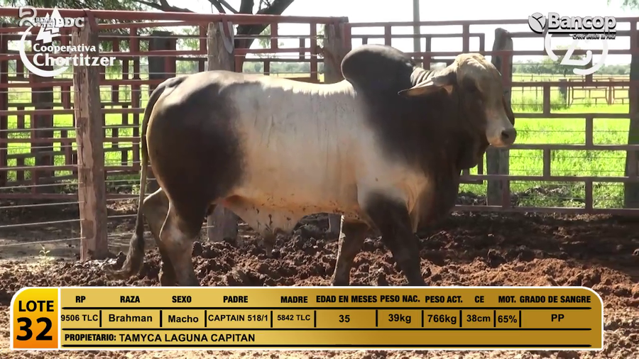 Lote Toros Brahman a remate en Viernes 30 de mayo- Remates PDC, Presidente Hayes