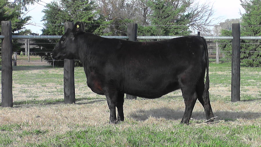 Lote VAQUILLONAS ANGUS PP PARICIÓN PRIMAVERA