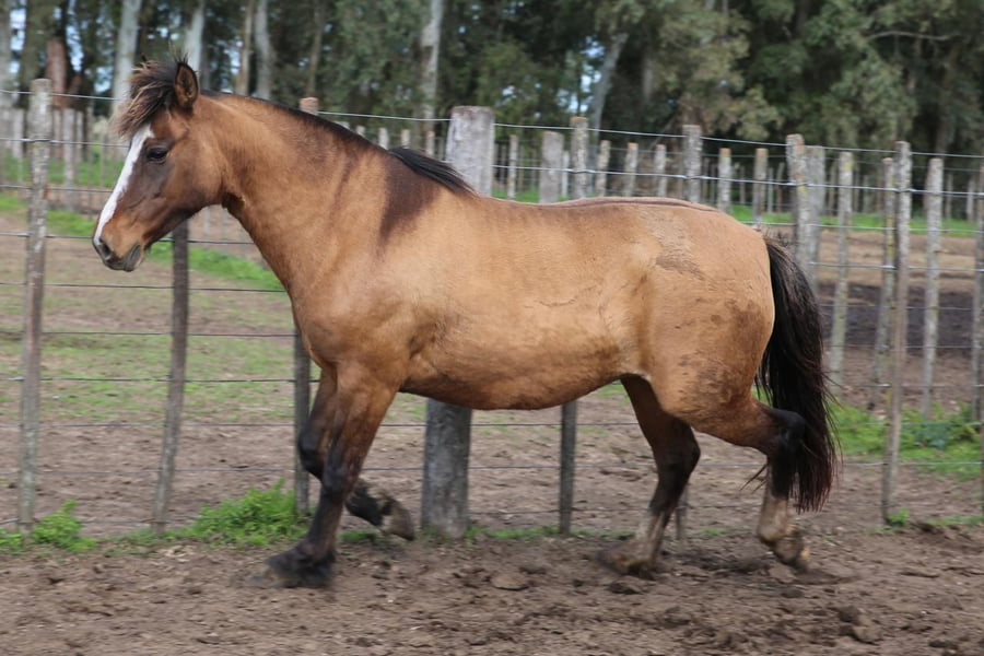 Lote TROPEZON BATATA