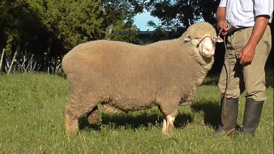 Lote 1 carnero plantelero RP 100 doble tatuaje