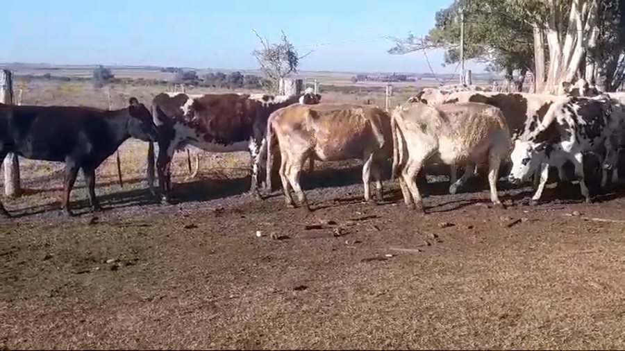 Lote (Vendido)10 Vacas de Invernada Normando a remate en #45 Pantalla Carmelo  400kg -  en Agraciada