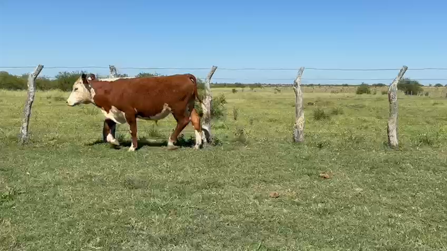 Lote 140 Terneros