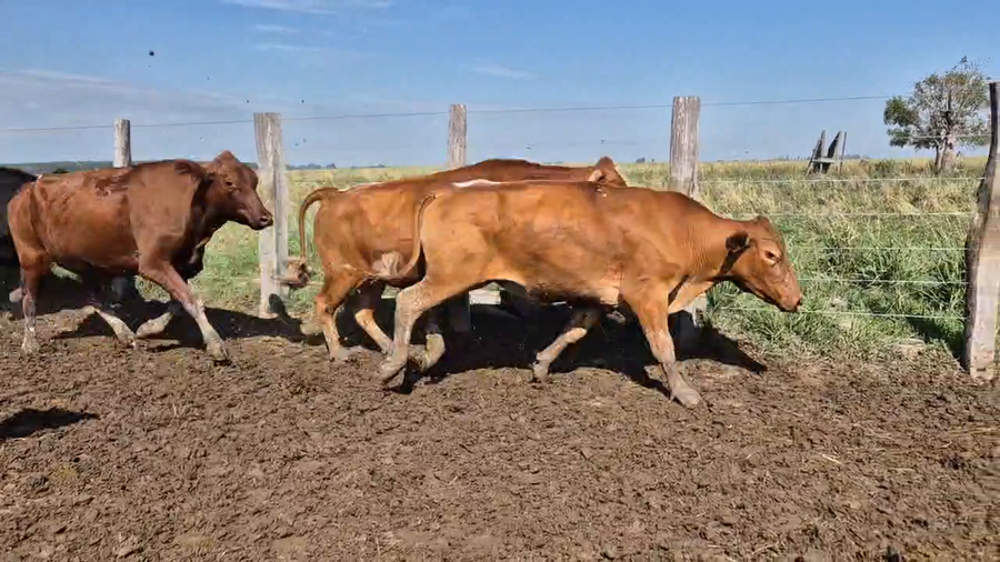 Lote 65 Novillos en Corrientes, Guaviravi