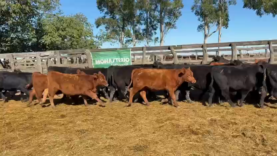 Lote 70 Terneros en Entre Ríos, San Salvador