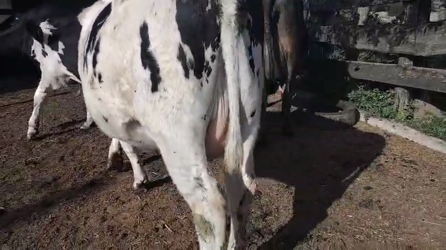 Lote 6 Vaquillonas Proximas a remate en Pantalla Camy, San José