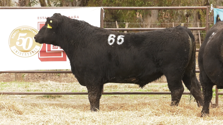 Lote TOROS ANGUS NEGROS  PC
