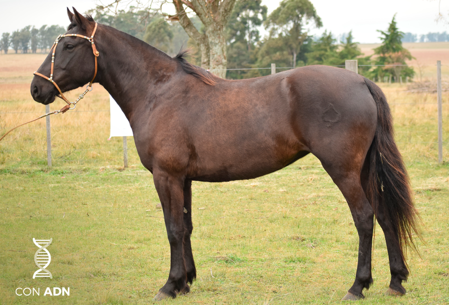 Lote CASANDRA SAN TELMO