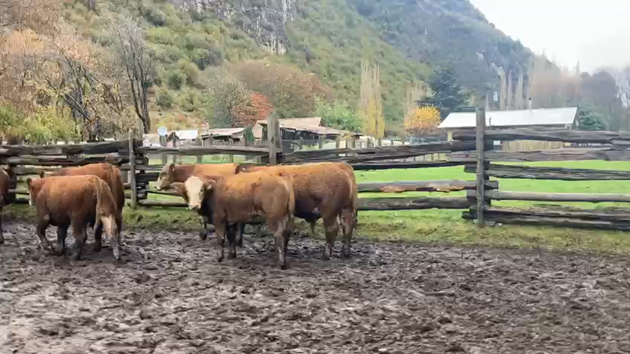 Lote 31 Ternero en Aysén, XI Región Aysén