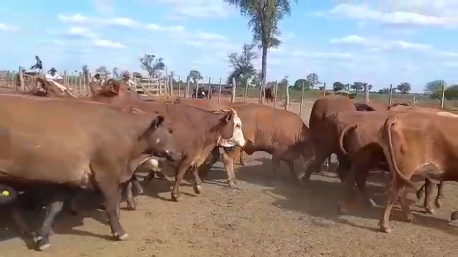 Lote 110 Vacas  en Las Lomitas, Formosa