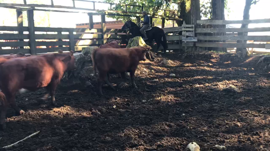 Lote 44 Ternera en Puerto Varas, X Región Los Lagos