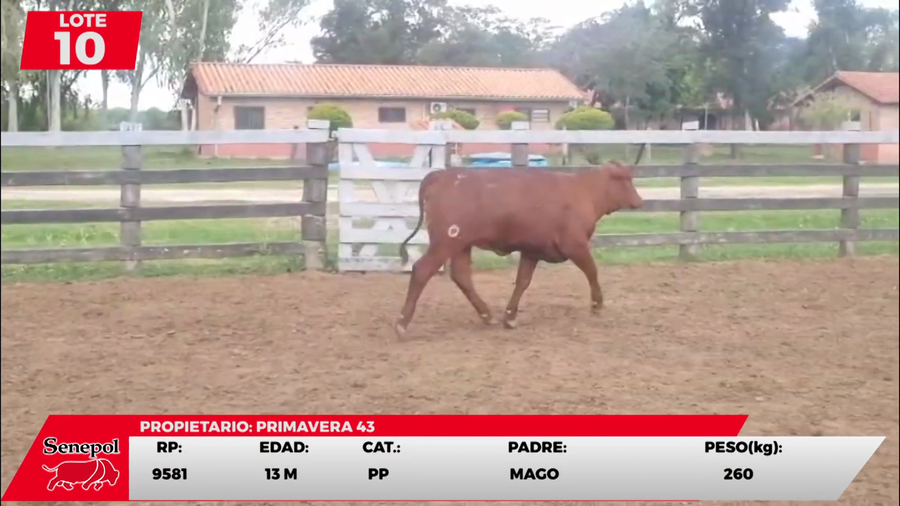 Lote LOTE 10