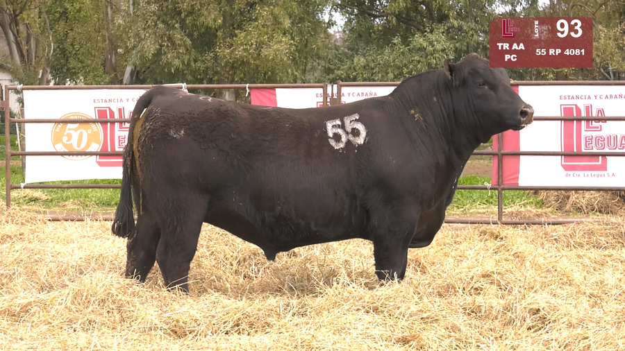 Lote TOROS ANGUS NEGROS  PC