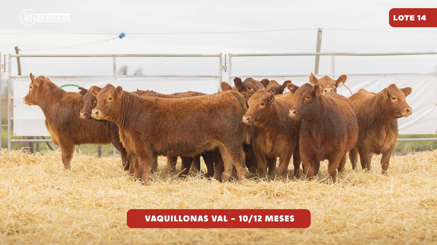 Lote VAQUILLONAS V.A.L. - 10/11 meses