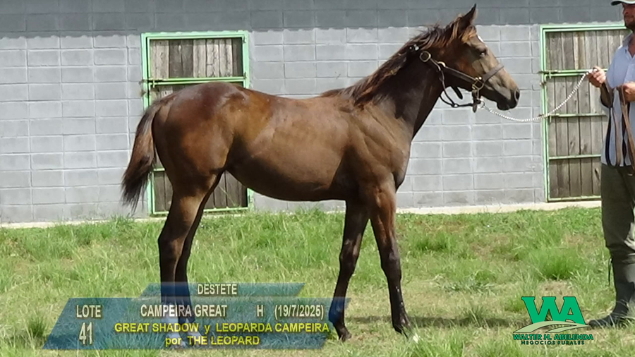 Lote CAMPEIRA GREAT