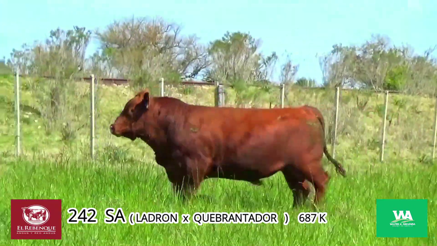 Lote Toros a remate en Angus el Rebenque  en Asociación Rural de Florida