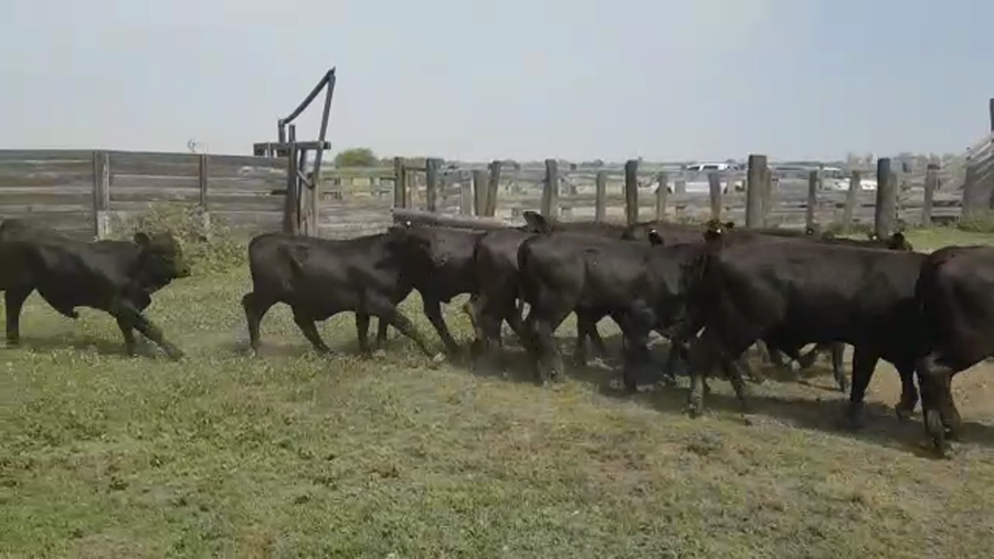 Lote 90 Terneros/as en Villa Ángela, Chaco
