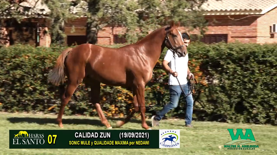 Lote CALIDAD ZUN