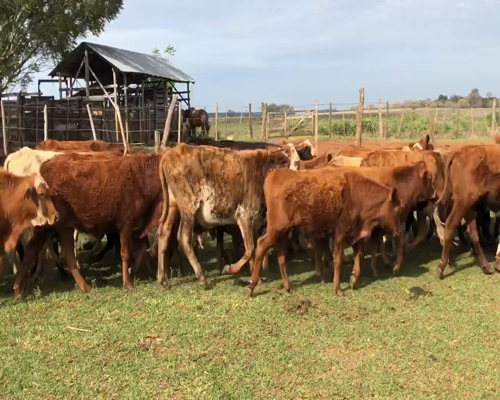 Lote 80 Terneros en Ituzaingó, Corrientes