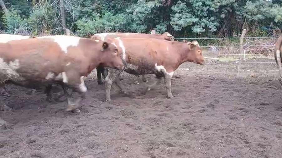Lote 20 Novillo Gordo en Cabrero, VIII Región Biobío