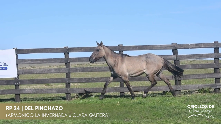 Lote Del Pinchazo