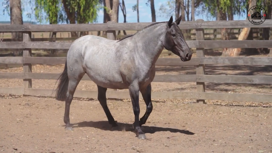 Lote Paulista Balconada