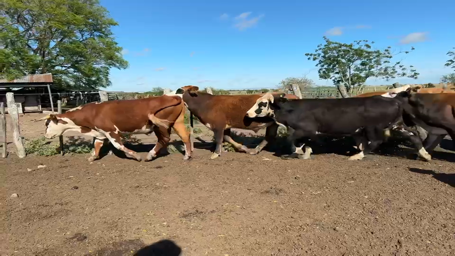 Lote 50 Novillitos en Corrientes, Mercedes