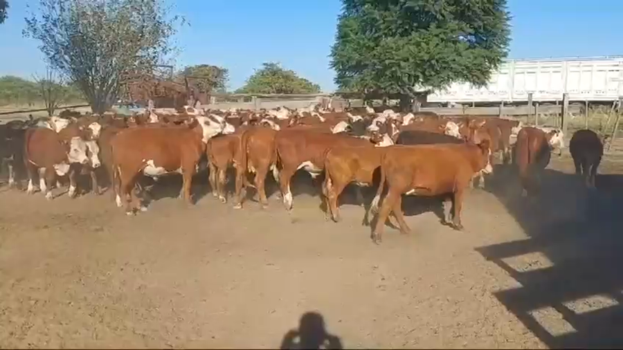 Lote 115 Terneros/as