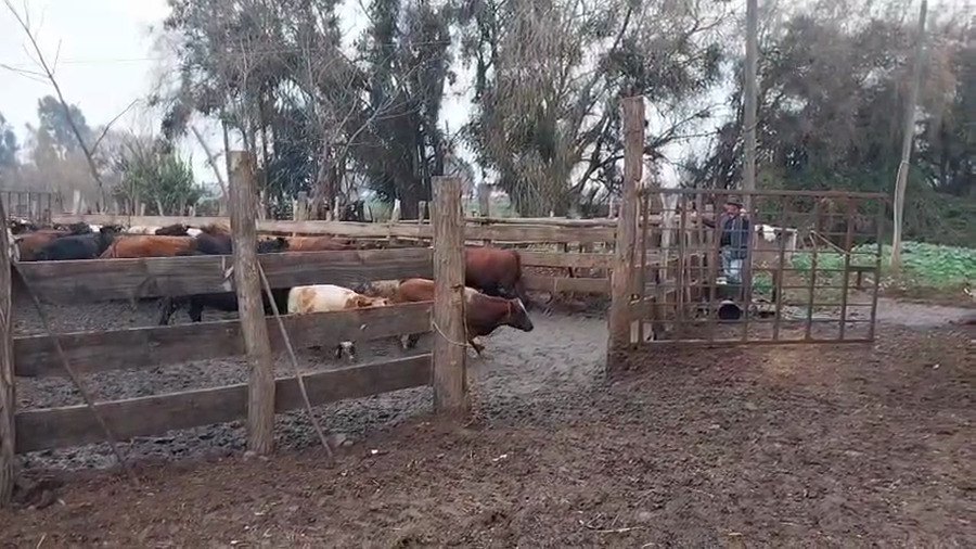 Lote 45 Vaquilla Gorda en Yerbas Buenas, VII  Región Maule