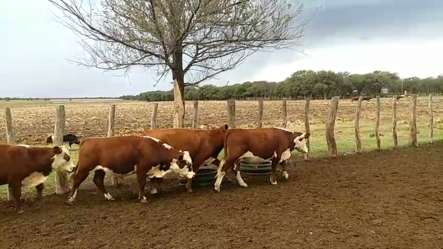 Lote 55 Terneros en Conhelo - La Pampa