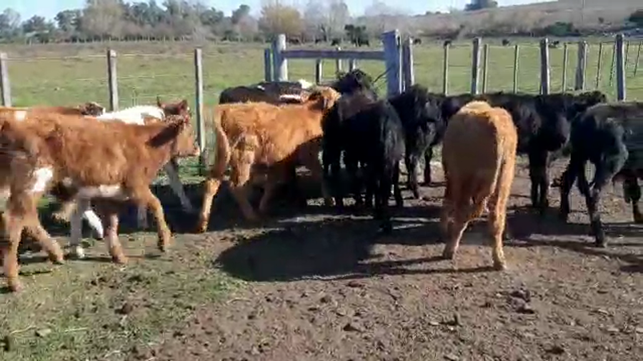 Lote 17 Terneros cruza Angus/holando